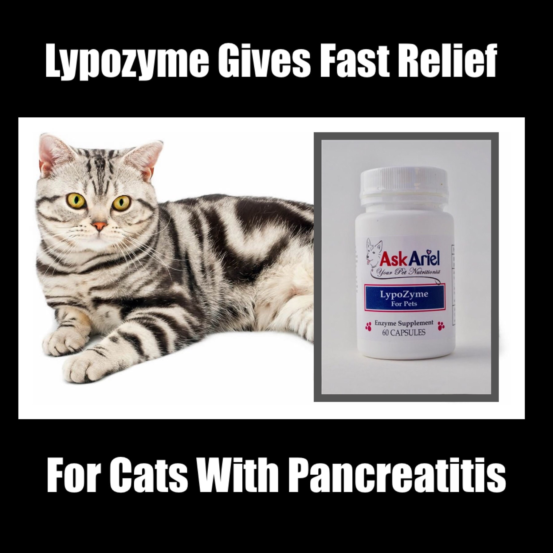 natural-feline-pancreatitis-treatment-ask-ariel